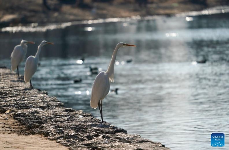 طيور البلشون (1) طيور البلشون (1)