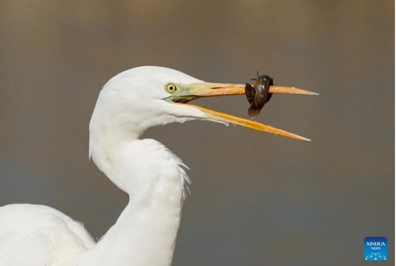 طيور البلشون (5) طيور البلشون (5)