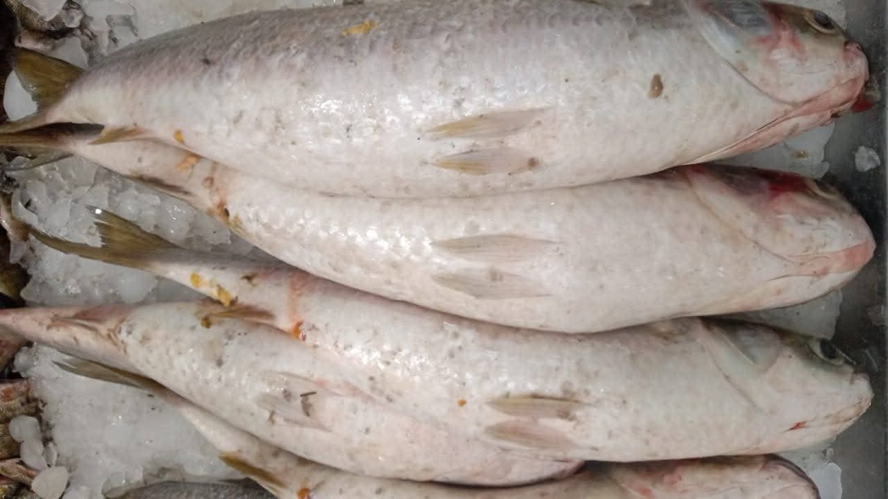 بداية موسم الفوارغ بدمياط بداية موسم الفوارغ بدمياط