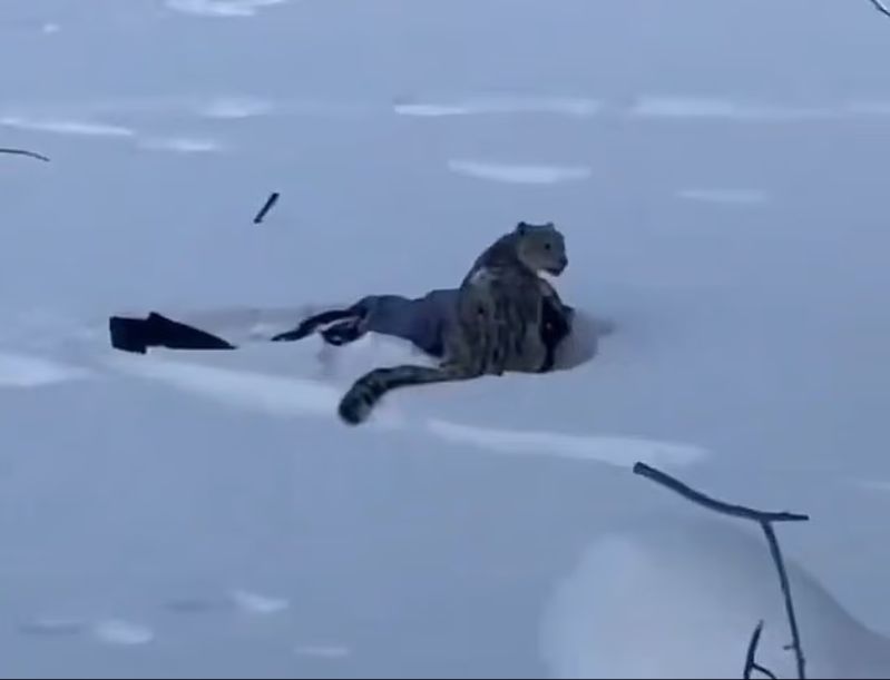 النمر النمر