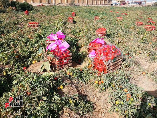 محصول-الطماطم محصول-الطماطم