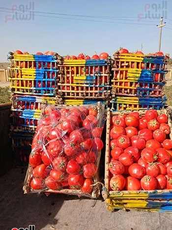 الطماطم-بعد-الحصاد الطماطم-بعد-الحصاد