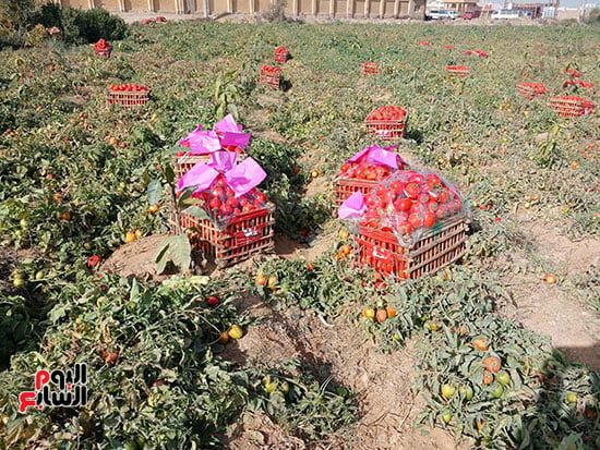 محصول-الطماطم محصول-الطماطم