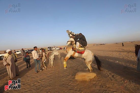 مرماح الخيول بالكوبانية (5) مرماح الخيول بالكوبانية (5)