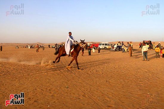 مرماح الخيول بالكوبانية (7) مرماح الخيول بالكوبانية (7)