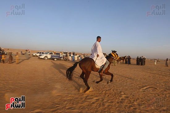 مرماح الخيول بالكوبانية (9) مرماح الخيول بالكوبانية (9)