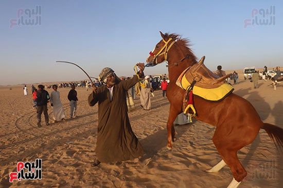 مرماح الخيول بالكوبانية (6) مرماح الخيول بالكوبانية (6)