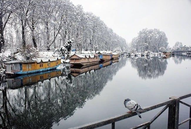 كشمير (10) كشمير (10)