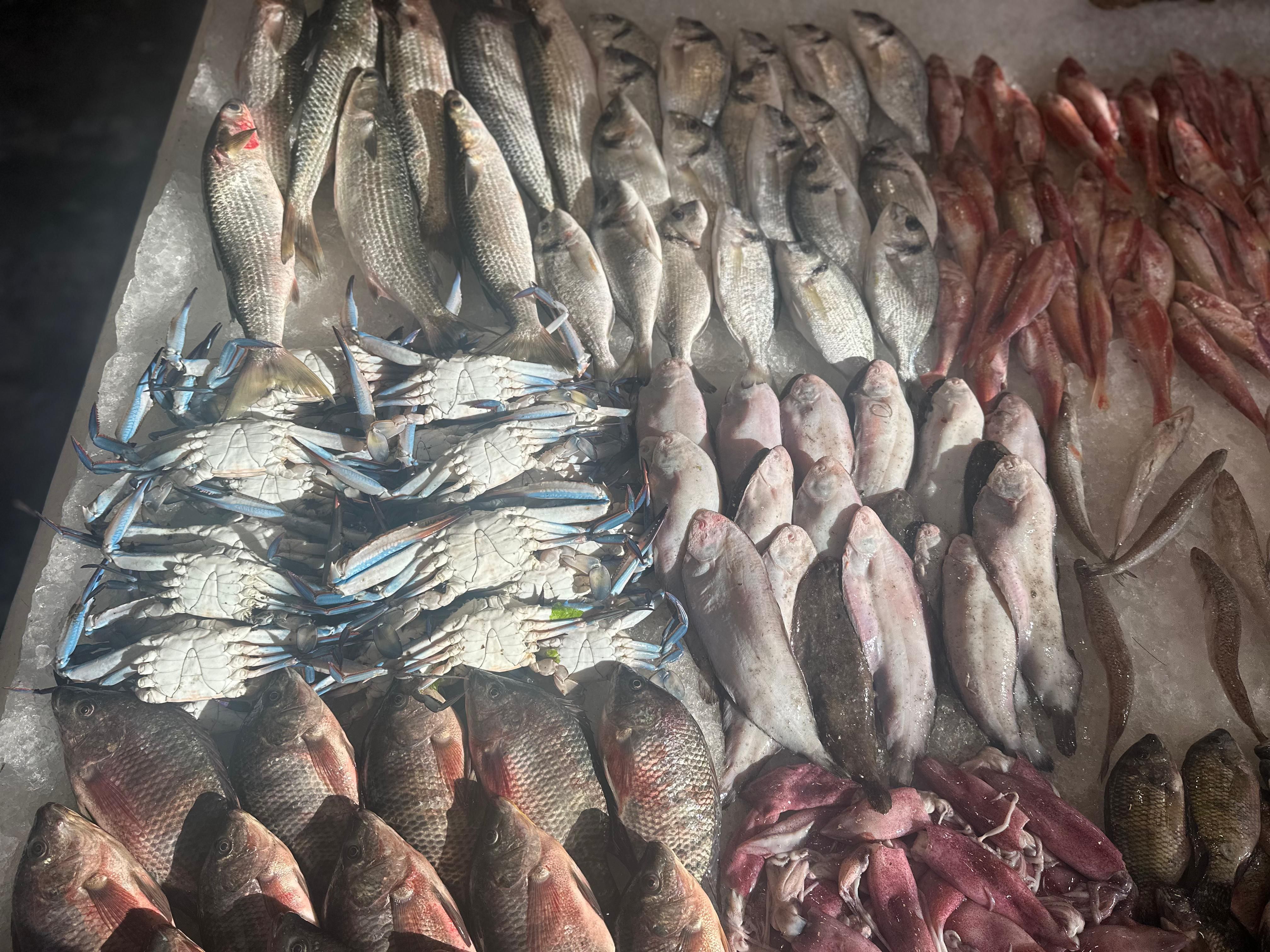 اسماك وبحريات بورسعيد اسماك وبحريات بورسعيد