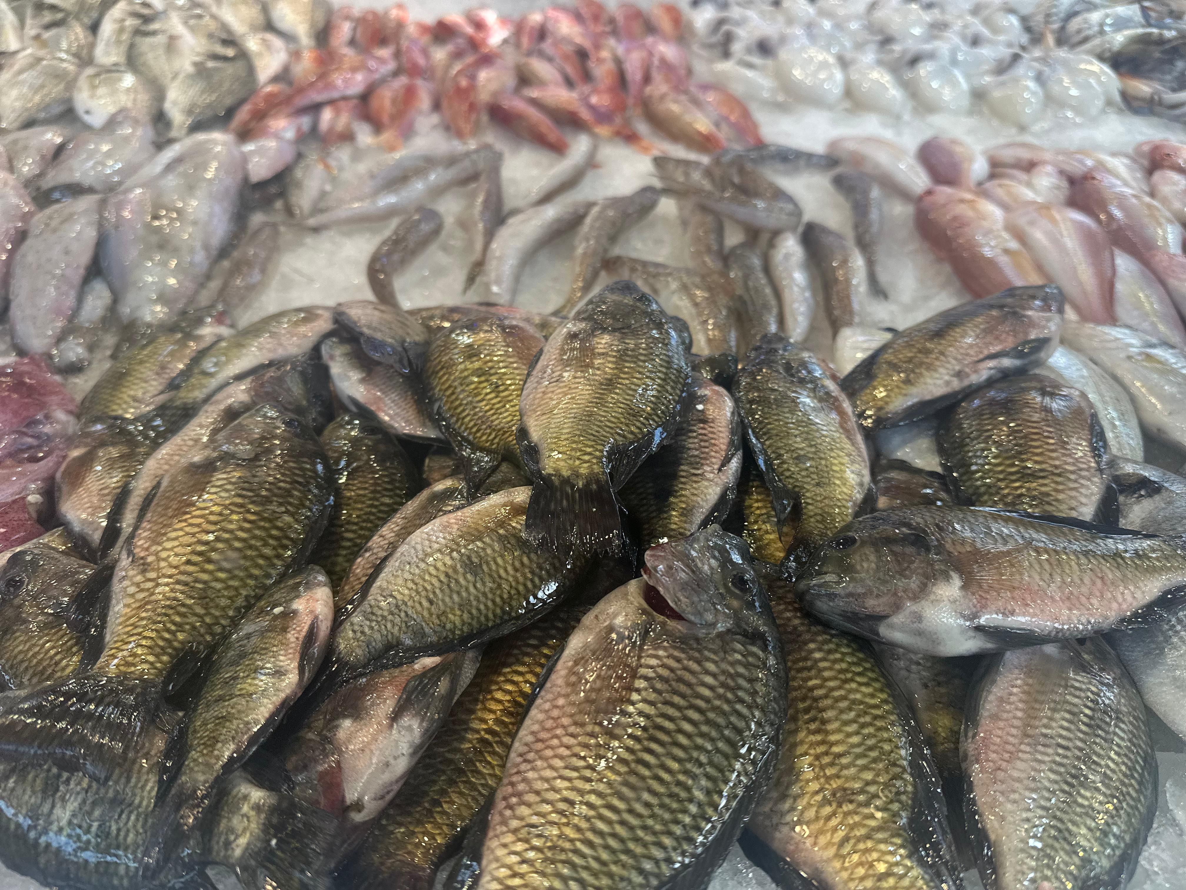 اسماك وبحريات اسماك وبحريات