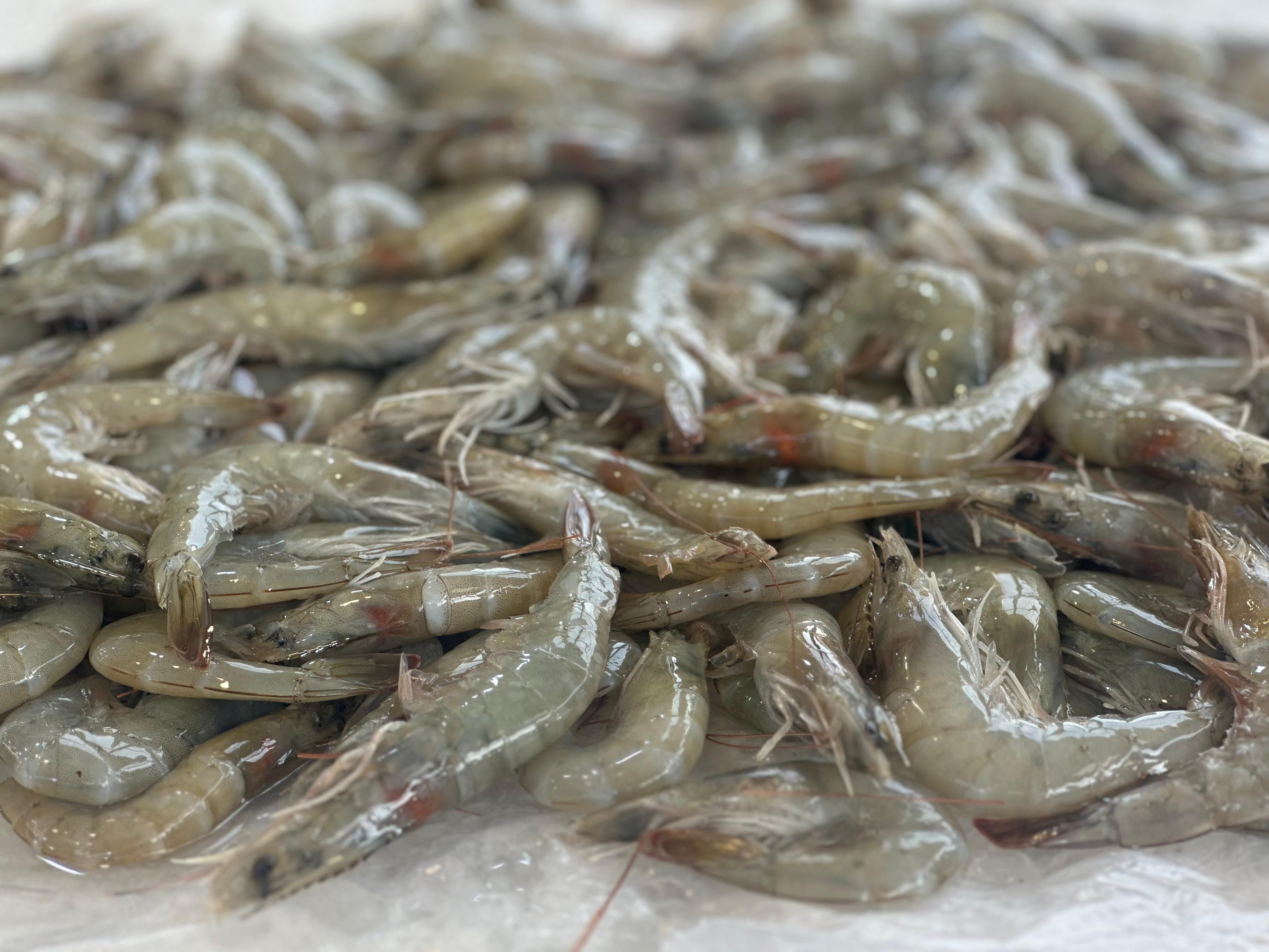 جمبري_2 جمبري_2