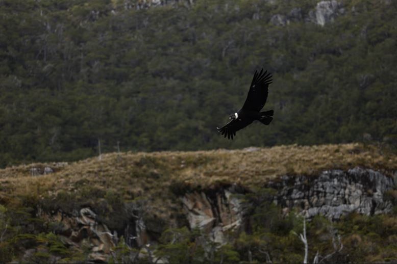 على حافة العالم.. الحديقة الوطنية فى تشيلي نقطة التقاء الأمريكتان بالقارة القطبية الجنوبية (2) على حافة العالم.. الحديقة الوطنية فى تشيلي نقطة التقاء الأمريكتان بالقارة القطبية الجنوبية (2)
