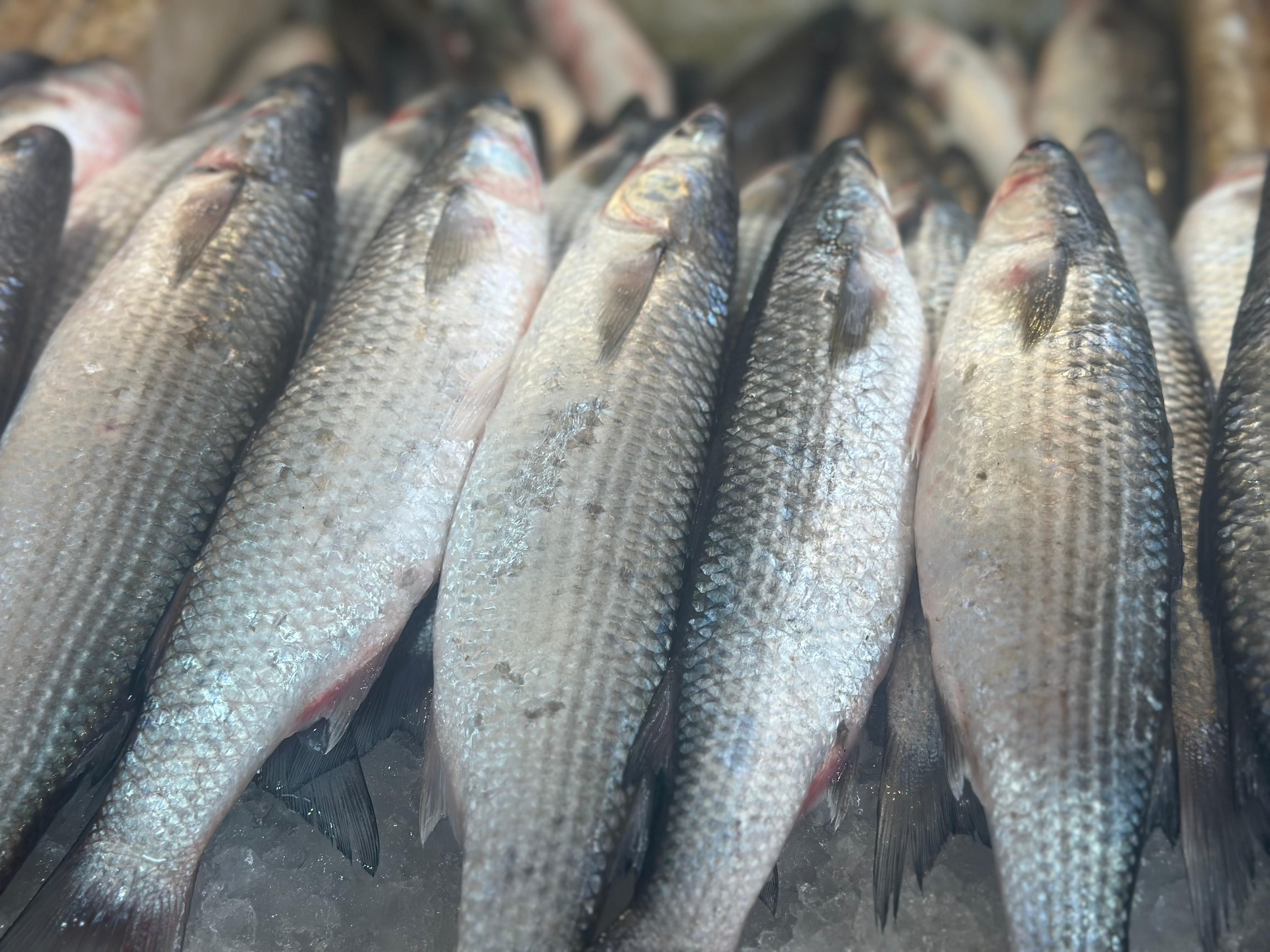 البوري البوري