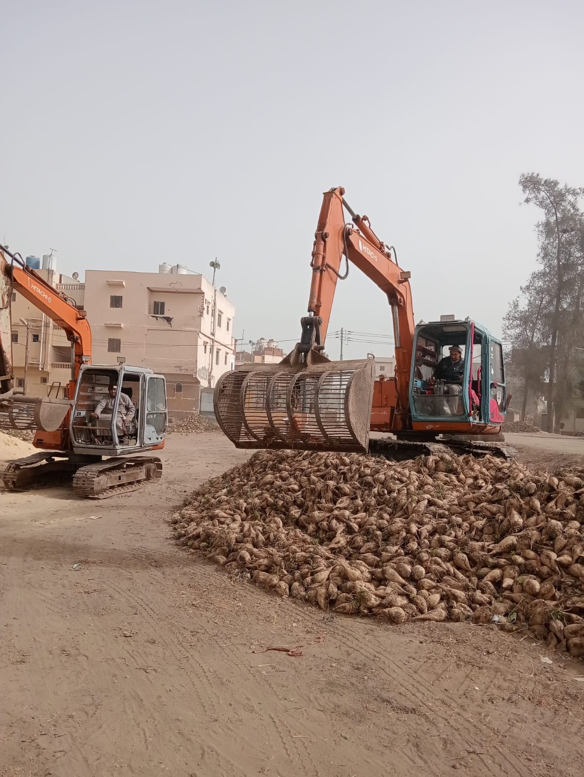 بنجر السكر ينور الغيطان بنجر السكر ينور الغيطان