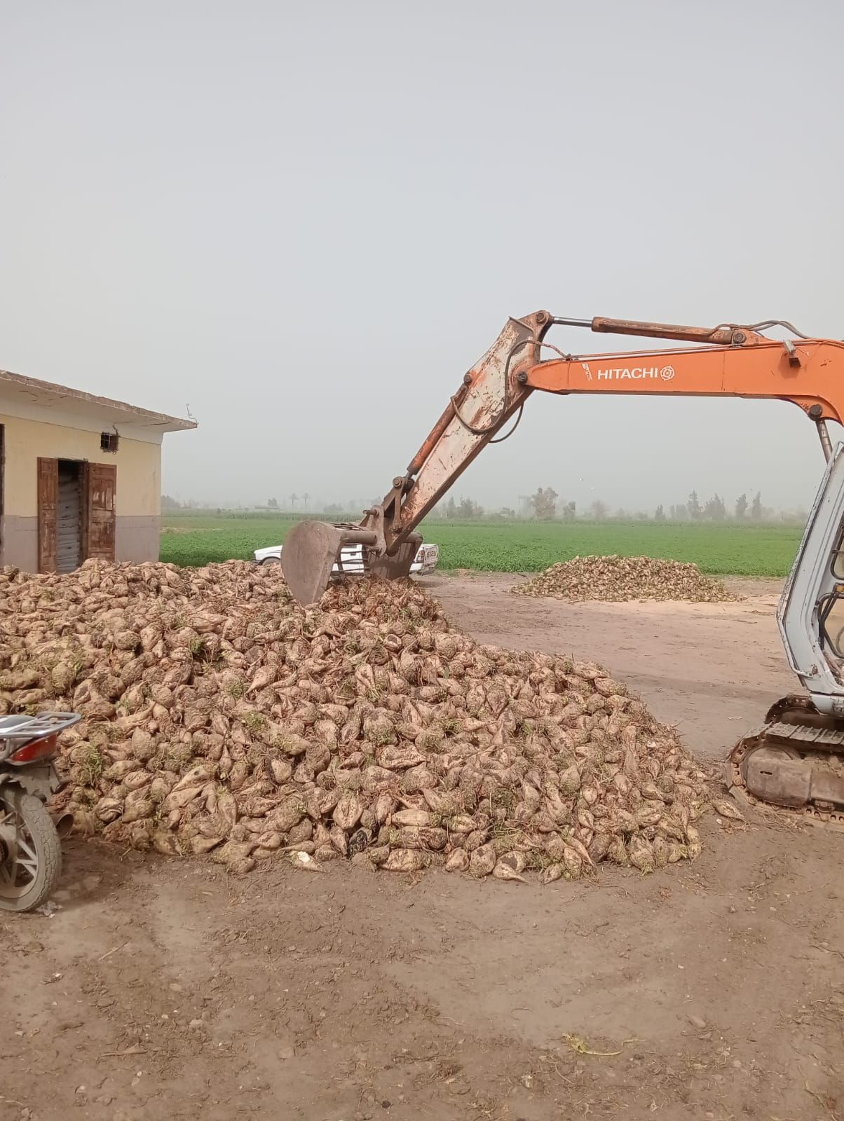 حصاد البنجر حصاد البنجر