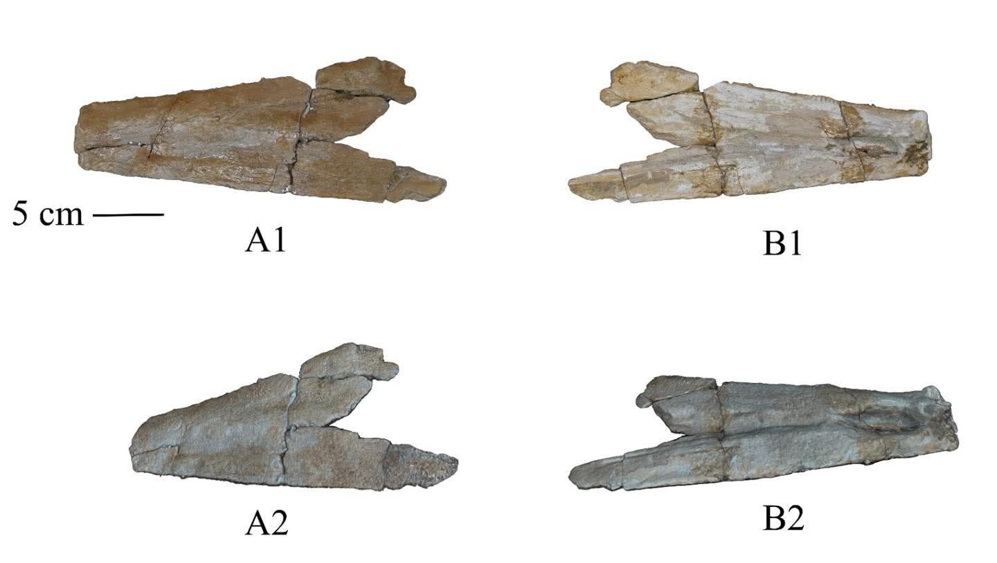 اكتشاف حفريات نادرة بالوادى الجديد اكتشاف حفريات نادرة بالوادى الجديد