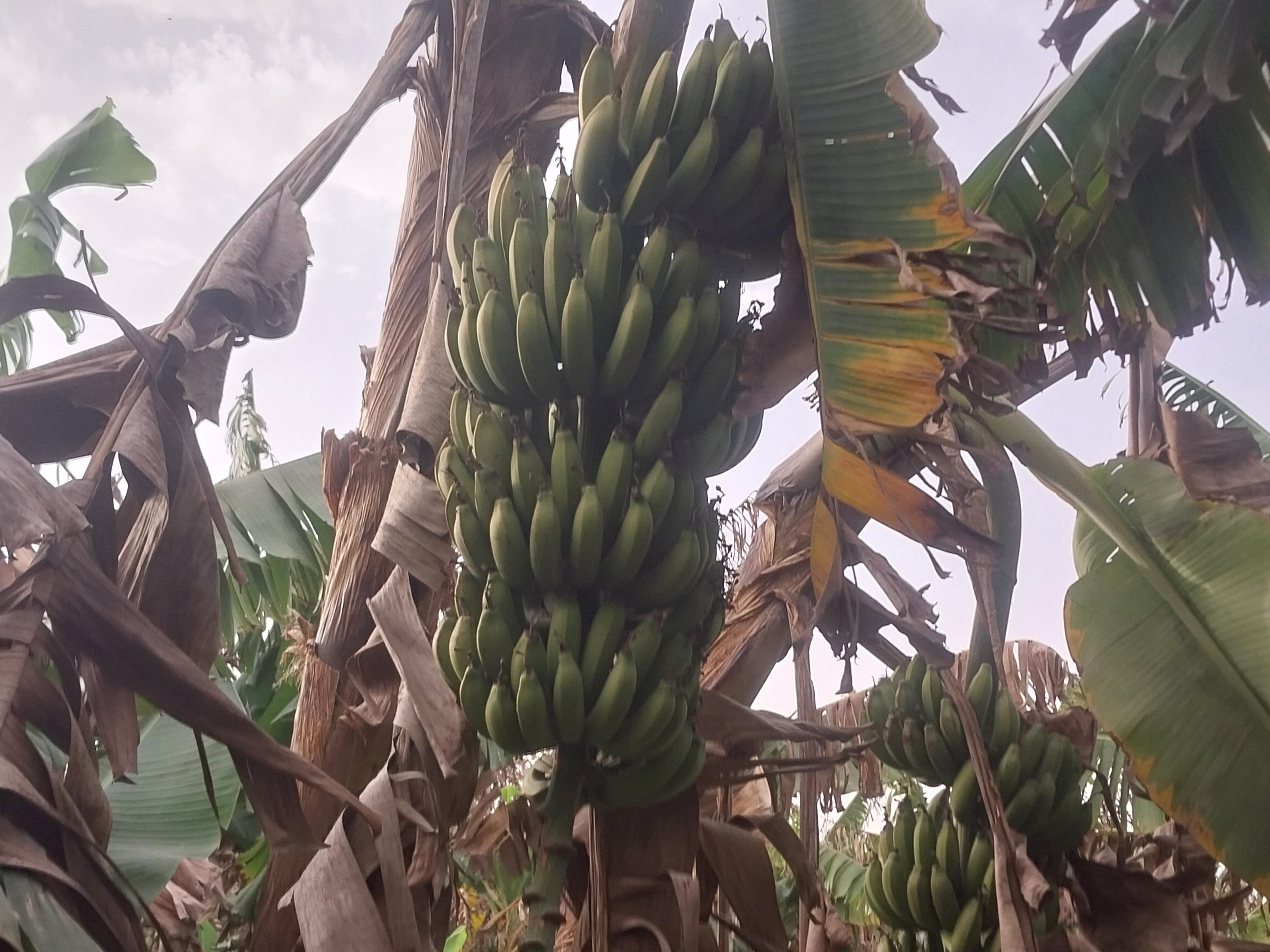 أصناف الموز داخل جزيرة دمياط أصناف الموز داخل جزيرة دمياط