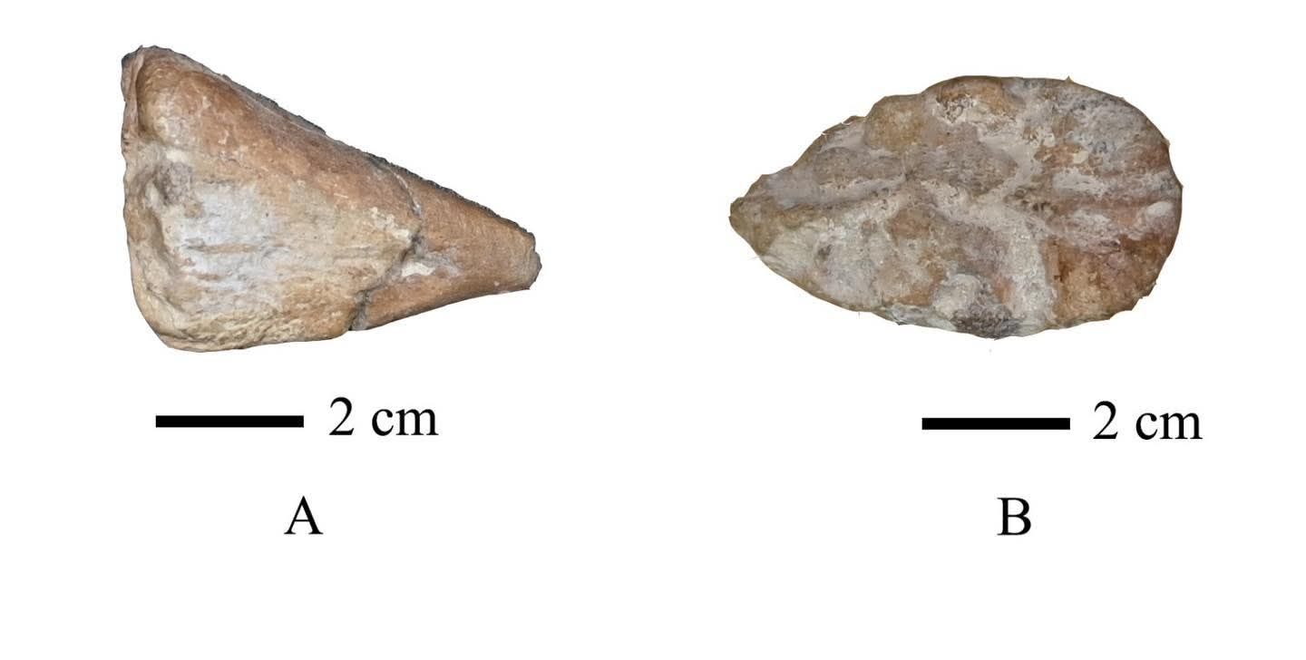 اكتشاف أسماك مفترسة من العصر الطباشيري اكتشاف أسماك مفترسة من العصر الطباشيري