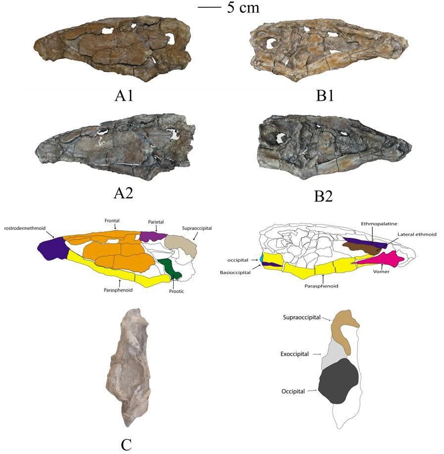 مسح ليزرى يوضح شكل الفك والأسنان مسح ليزرى يوضح شكل الفك والأسنان