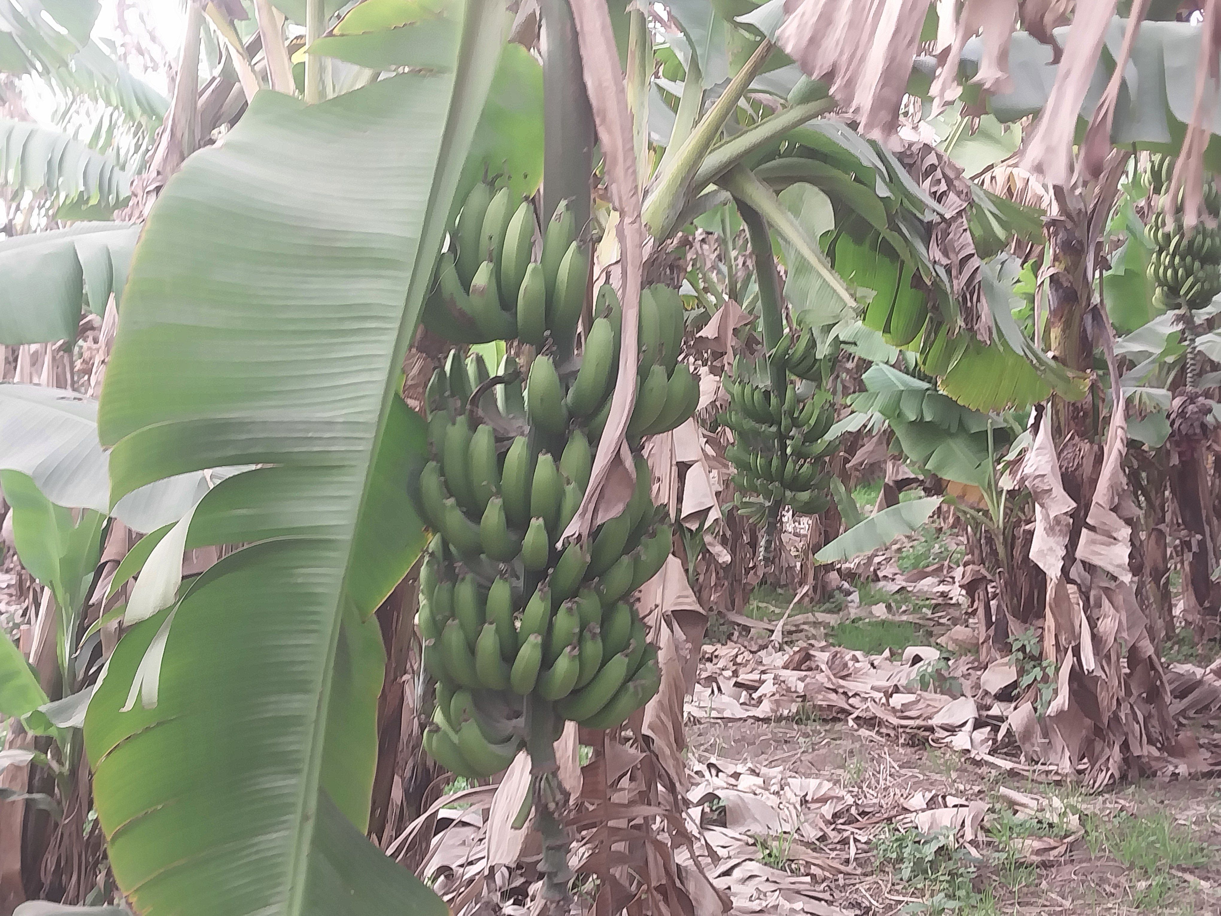 زراعة الموز داخل دمياط زراعة الموز داخل دمياط