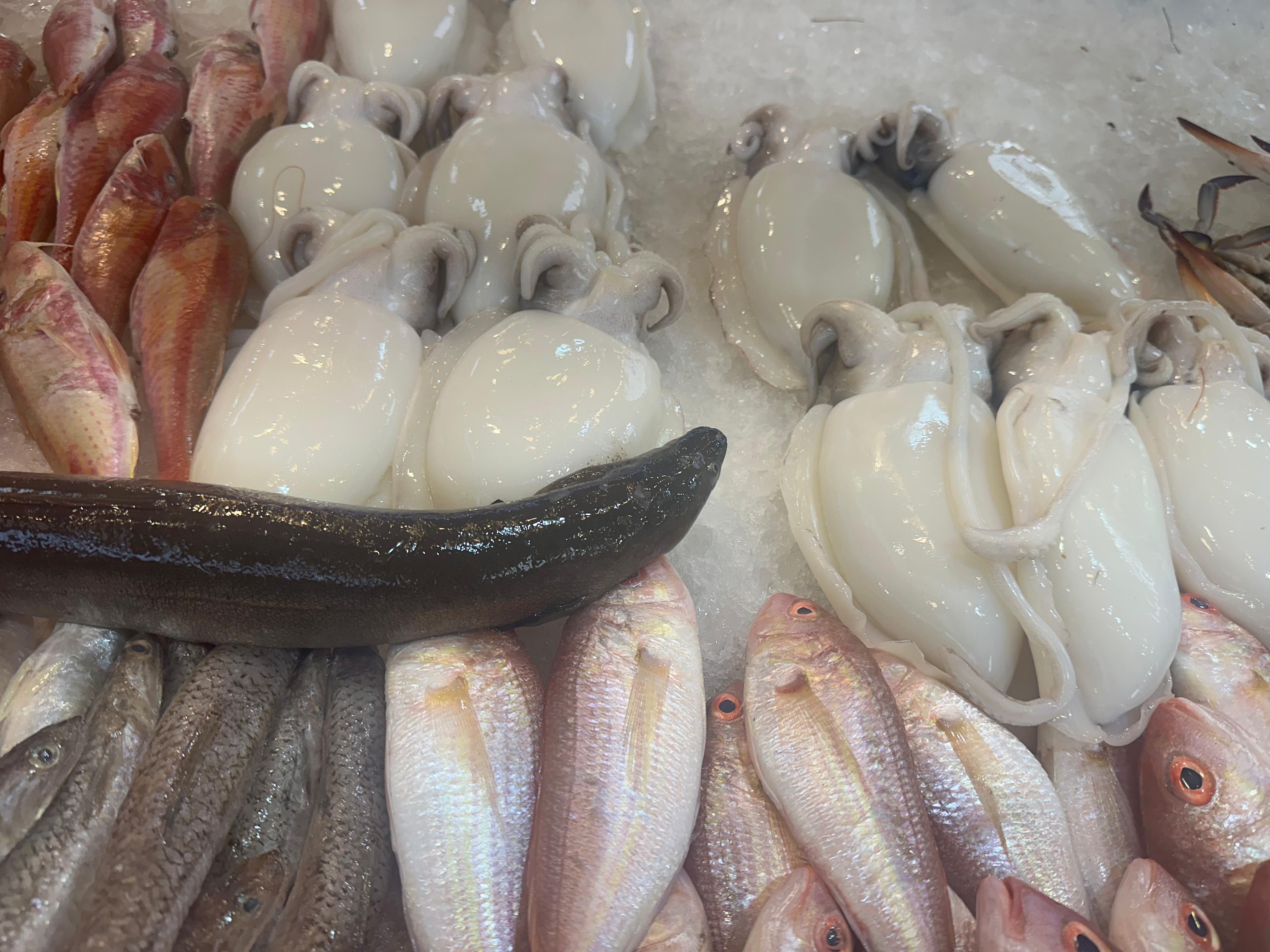 سيبيا واسماك سيبيا واسماك