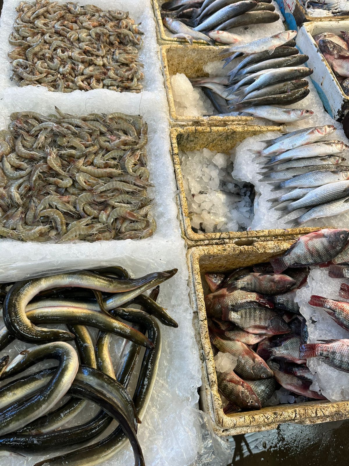 الحنشان والأسماك الحنشان والأسماك