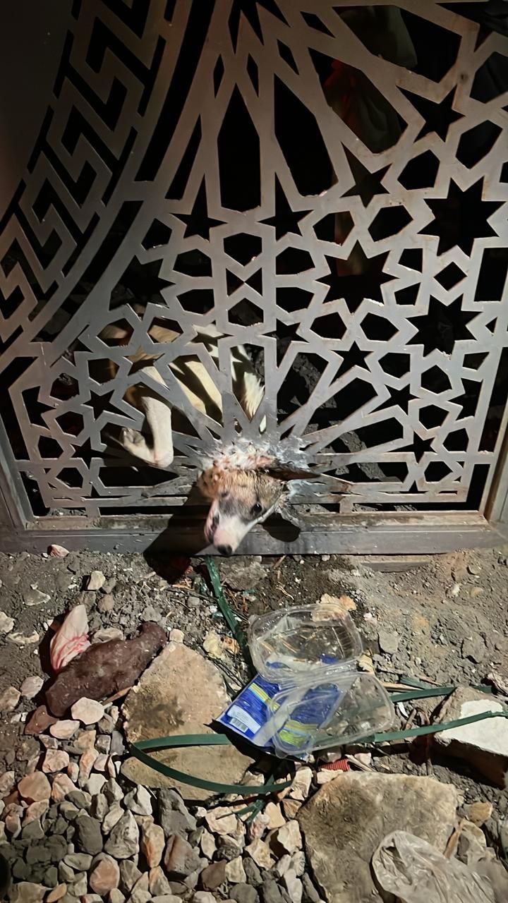 WhatsApp Image 2026-03-21 at 1.51.12 AM (1) WhatsApp Image 2026-03-21 at 1.51.12 AM (1)