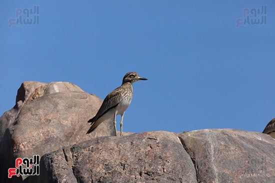 الكروان الكروان