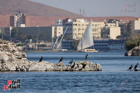 أسوان-وهجرة-الطيور أسوان-وهجرة-الطيور