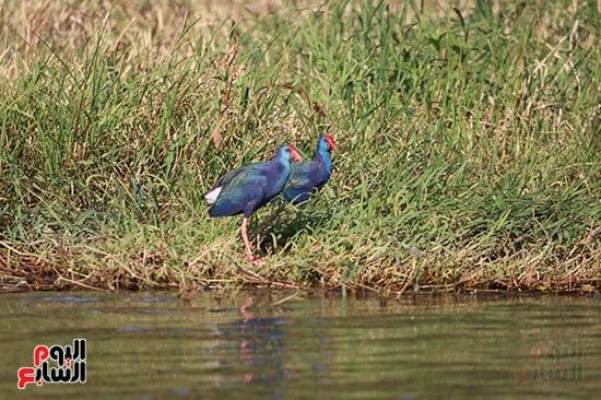 دجاجة-السلطان_1 دجاجة-السلطان_1