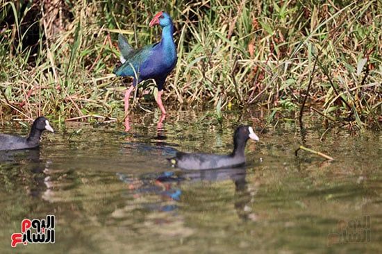 الطيور-الملونة الطيور-الملونة