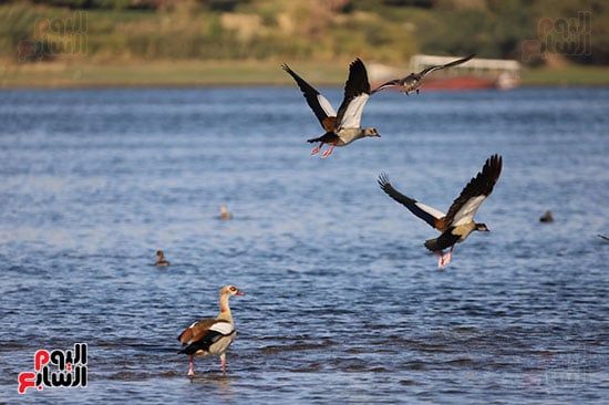 رحلة-الطيور-فوق-النيل رحلة-الطيور-فوق-النيل