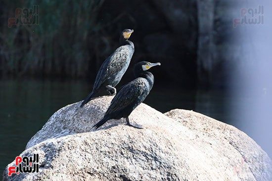 الطيور_1 الطيور_1