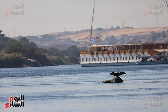 أجنحة-الطيور أجنحة-الطيور
