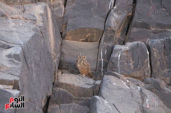 البومة البومة