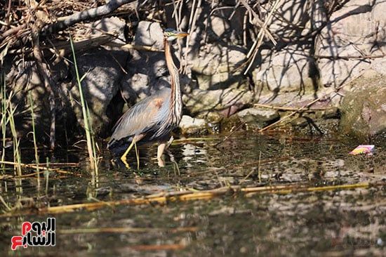 بلشون-أرجوانى بلشون-أرجوانى