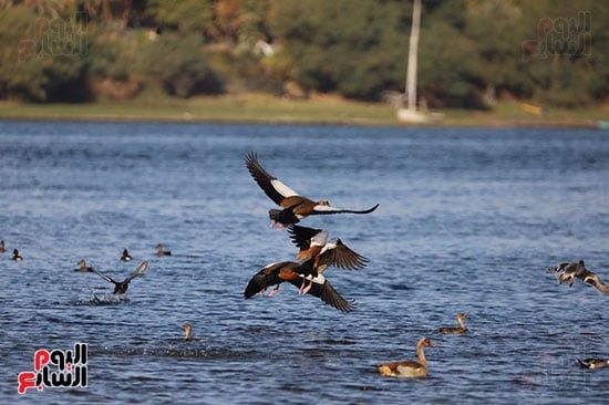 هجرة-الطيور هجرة-الطيور