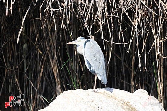 البلشون-الرمادى البلشون-الرمادى