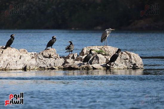 الطيور-المهاجرة الطيور-المهاجرة