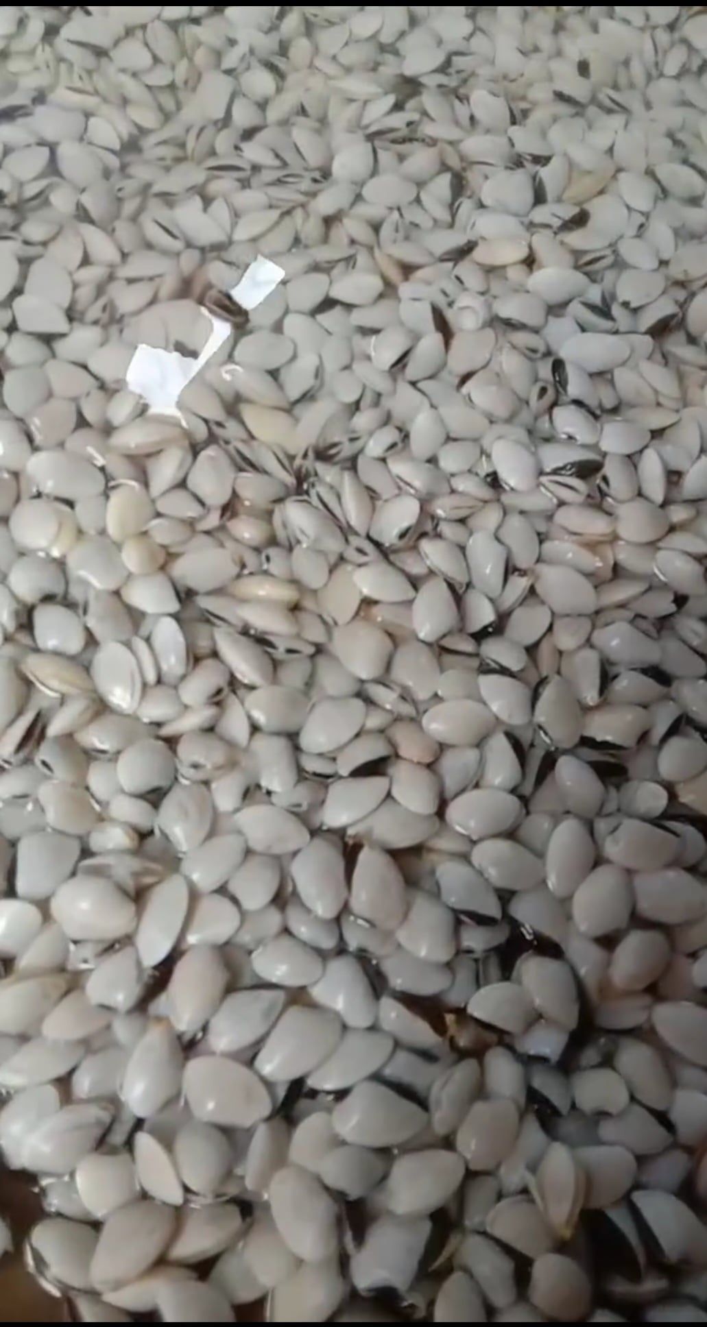 اكلات الشتاء اكلات الشتاء