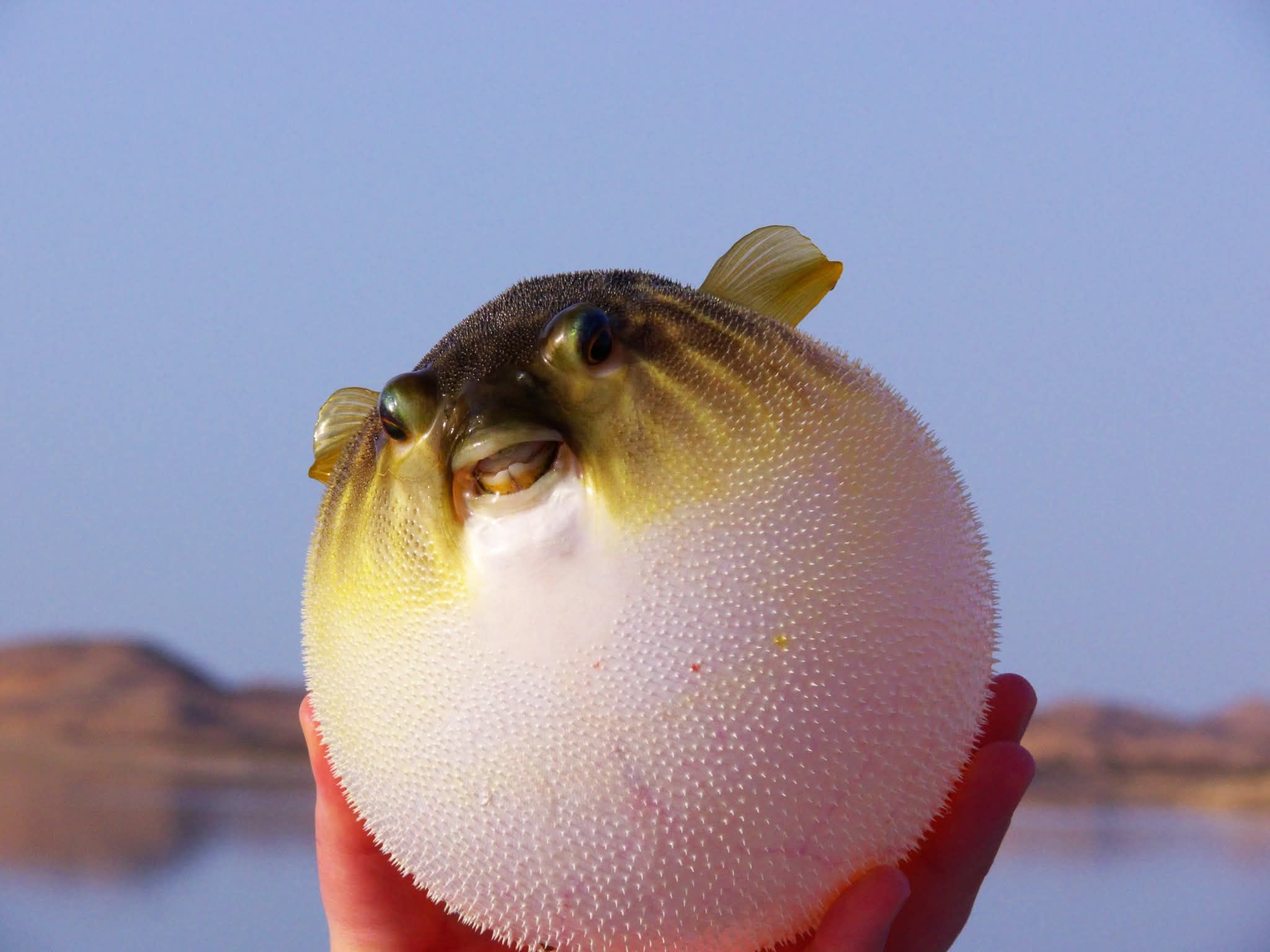 أسماك نادرة أسماك نادرة