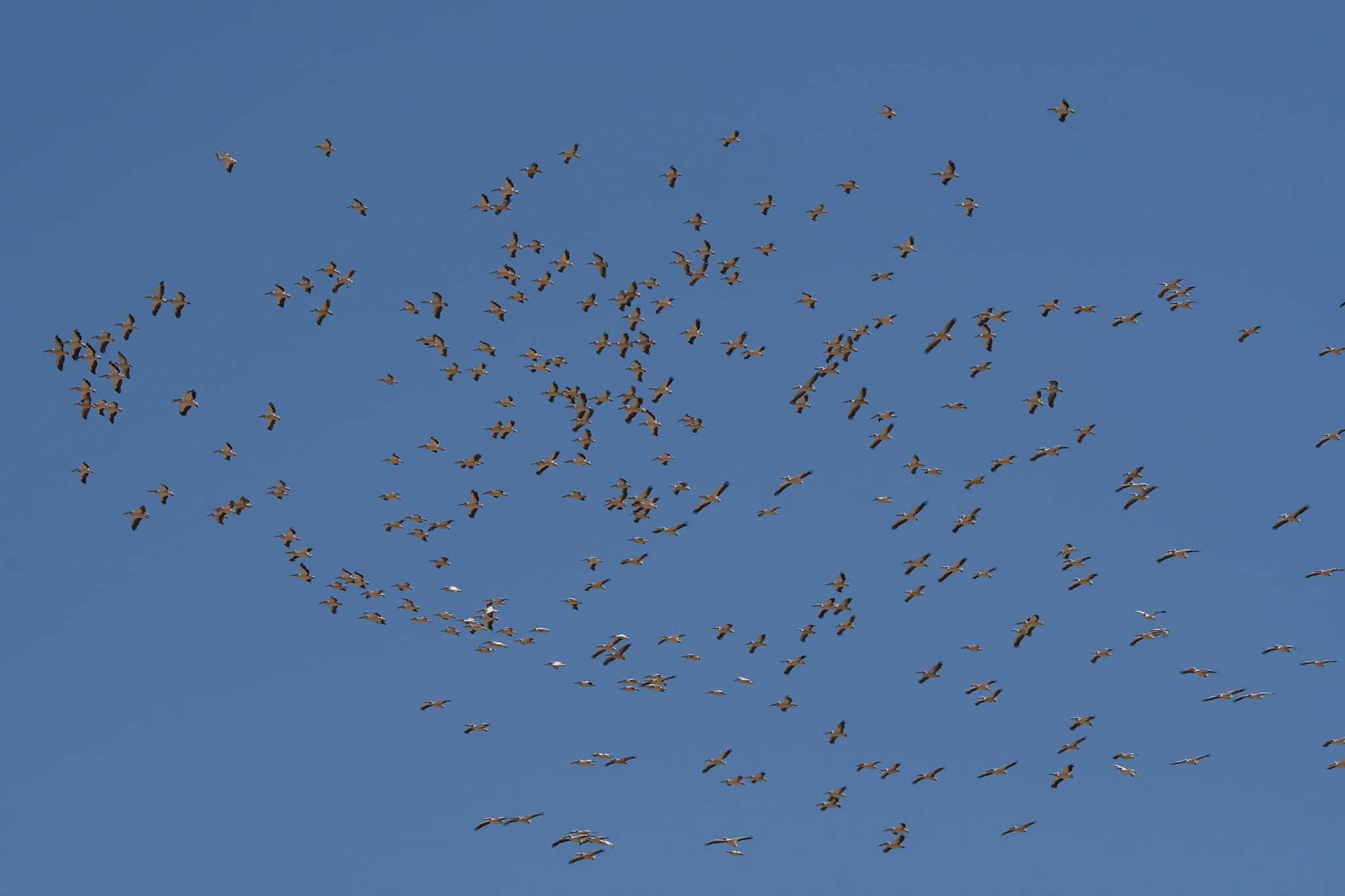 مراقبة الطيور المهاجرة مراقبة الطيور المهاجرة