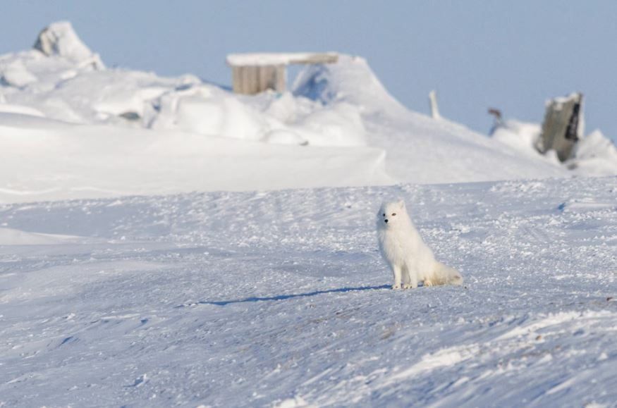 الحياة اليومية في القطب الشمالي الكندي مع ارتفاع الإنفاق الدفاعي وسط تهديدات السيادة (3) الحياة اليومية في القطب الشمالي الكندي مع ارتفاع الإنفاق الدفاعي وسط تهديدات السيادة (3)