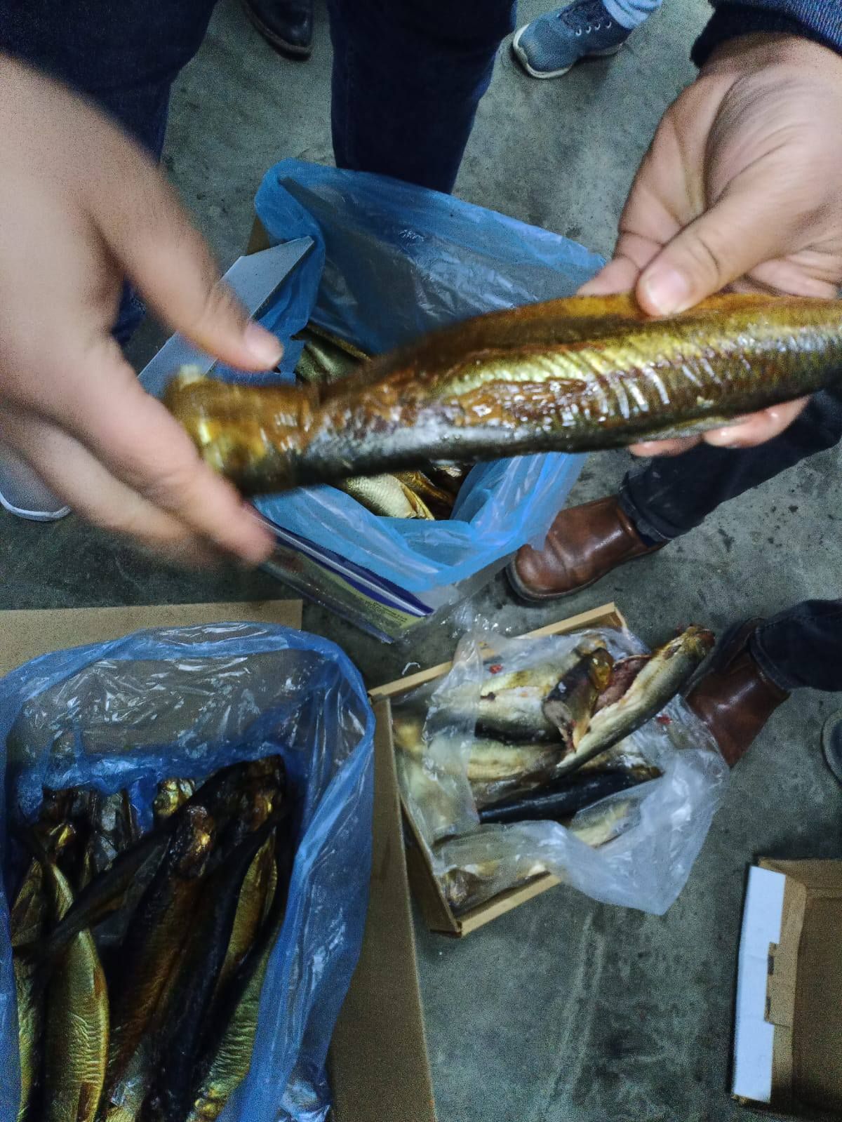 جانب من الرنجة والسردين الغير صالحه جانب من الرنجة والسردين الغير صالحه