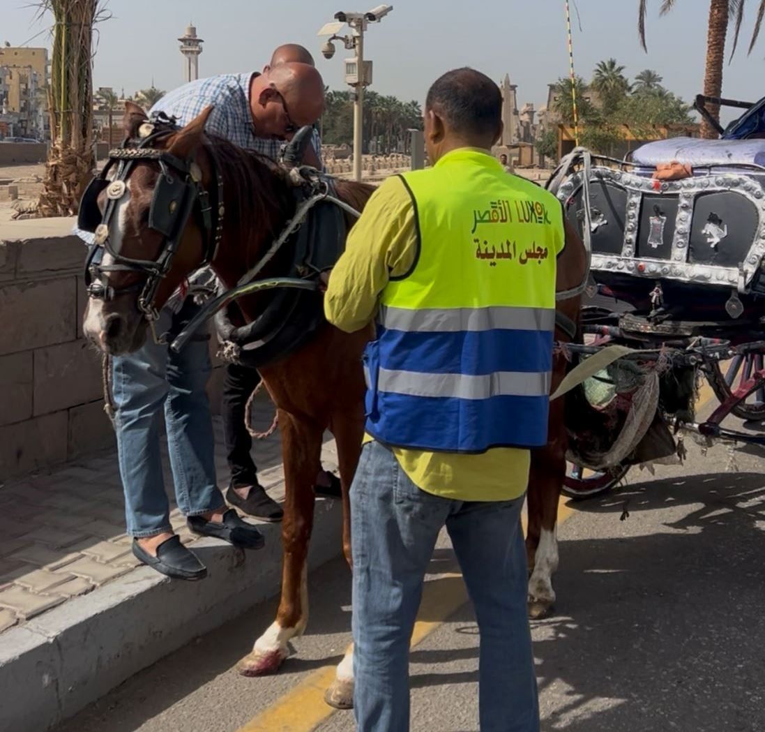 مدينة الأقصر تنفذ حملات للتحفظ على عربات الحنطور المخالفة بالكورنيش مدينة الأقصر تنفذ حملات للتحفظ على عربات الحنطور المخالفة بالكورنيش