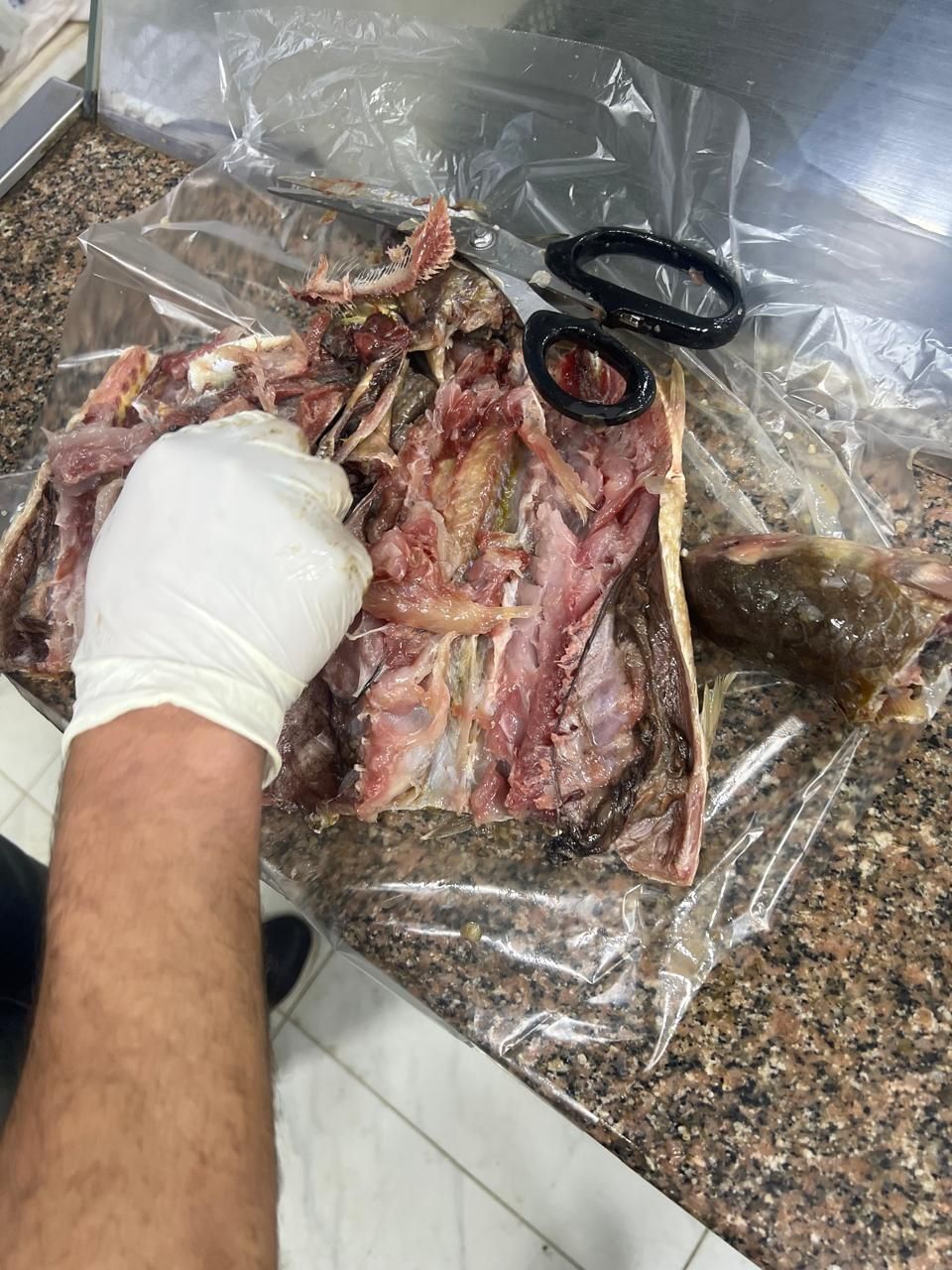 فسيخ بعد التمليح فسيخ بعد التمليح