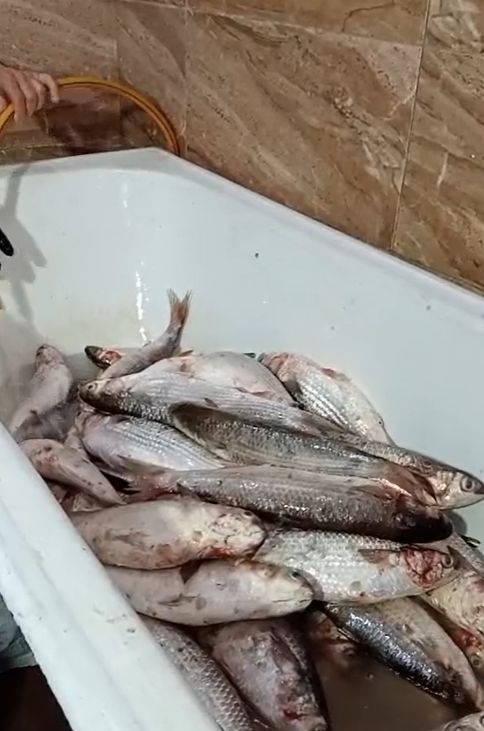 غسل السمك قبل تمليحه غسل السمك قبل تمليحه