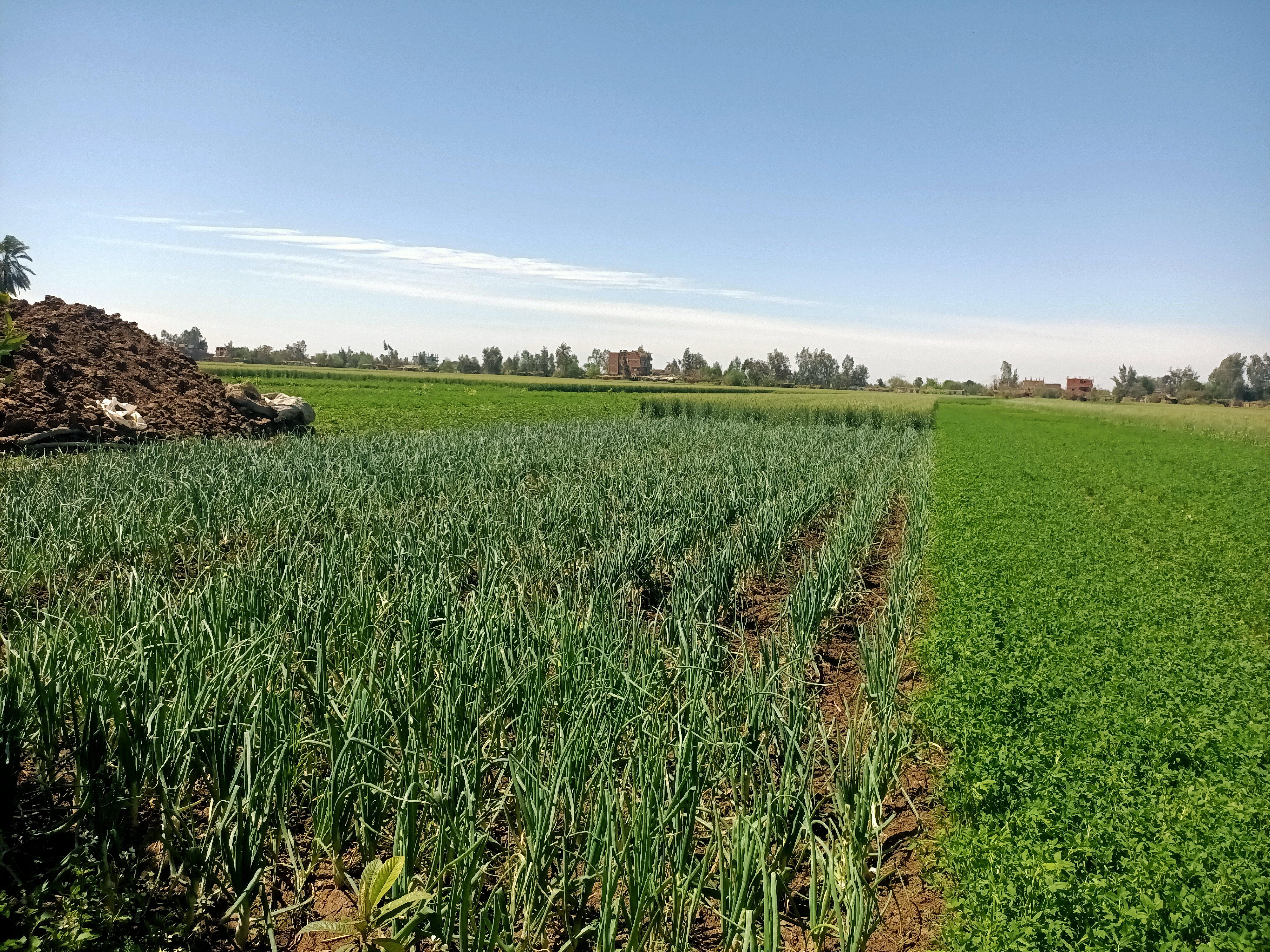 محصول الثوم (1) محصول الثوم (1)