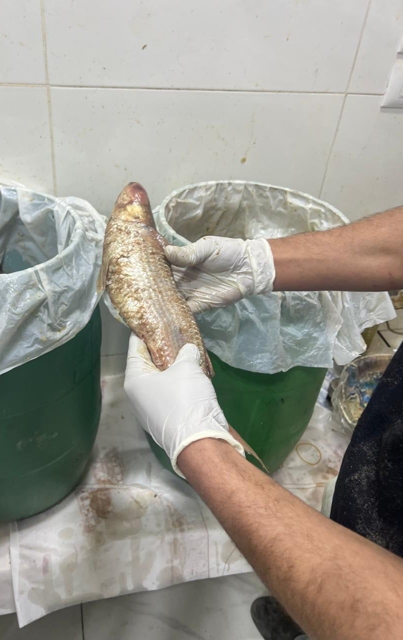 فسيخ حجم كبير فسيخ حجم كبير