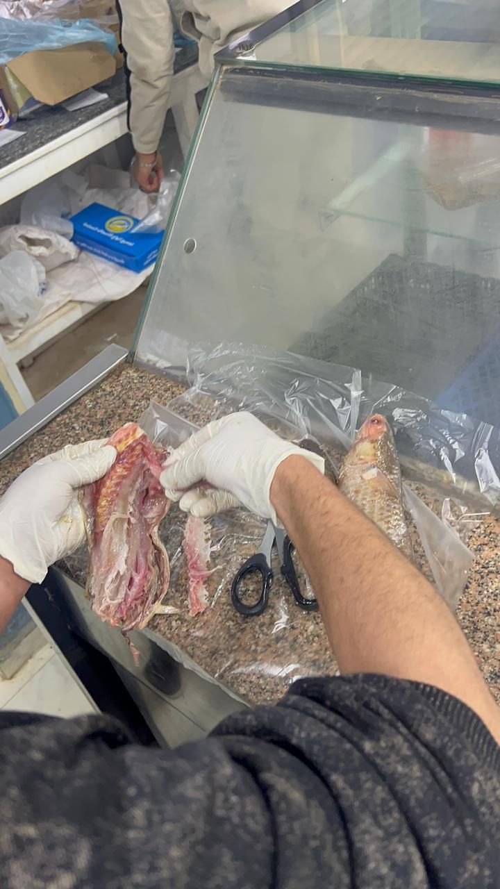 اثناء فتح الفسيخ_1 اثناء فتح الفسيخ_1